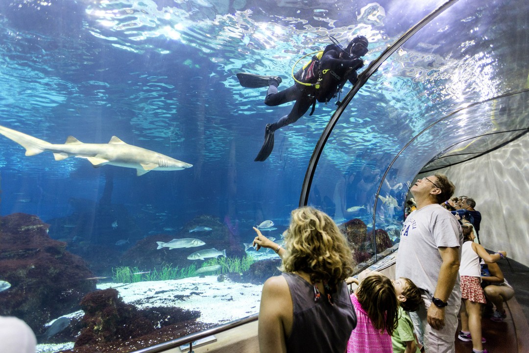 Europa Spanien Katalonien Barcelona Aquarium am Hafen La Barceloneta Fische Taucher Mall of Spain Hai Beucher Touristen staunen